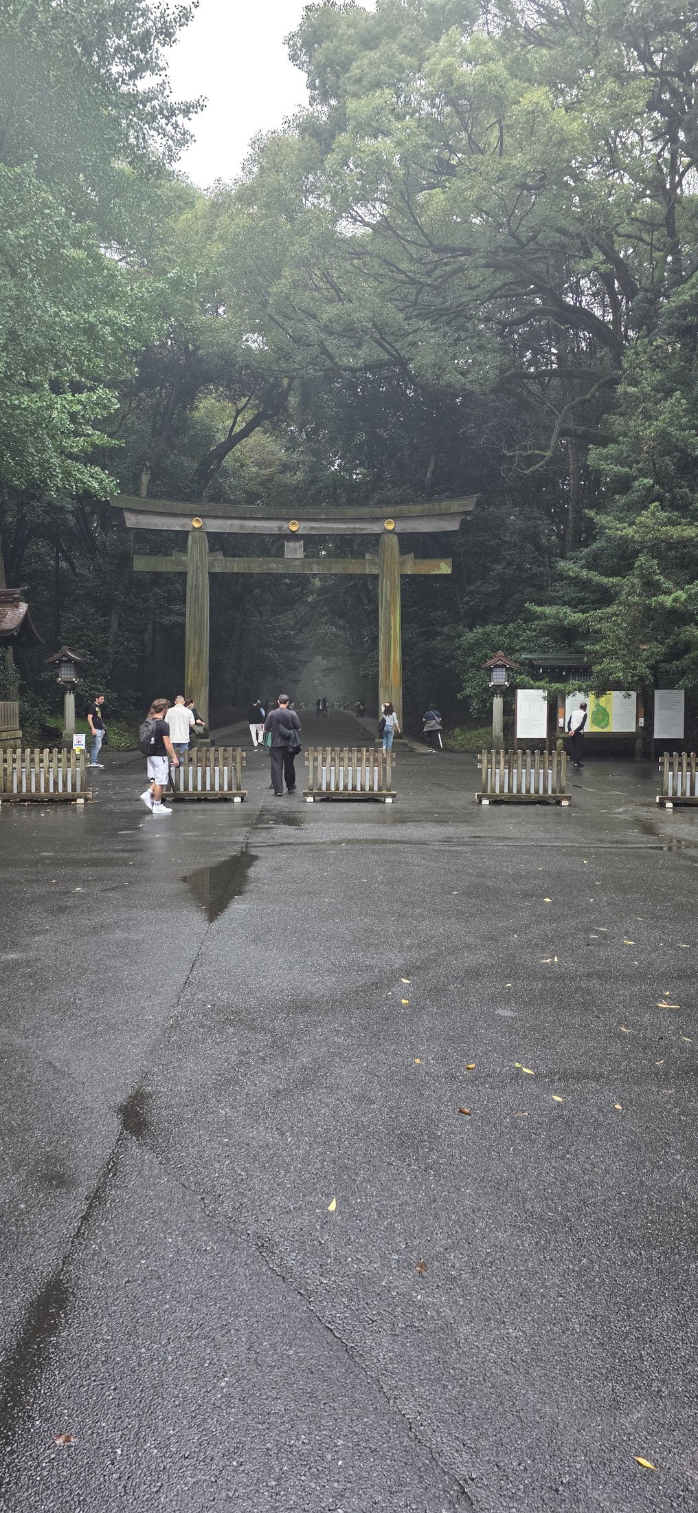 Torii im stillen Wald des Meiji-jingū