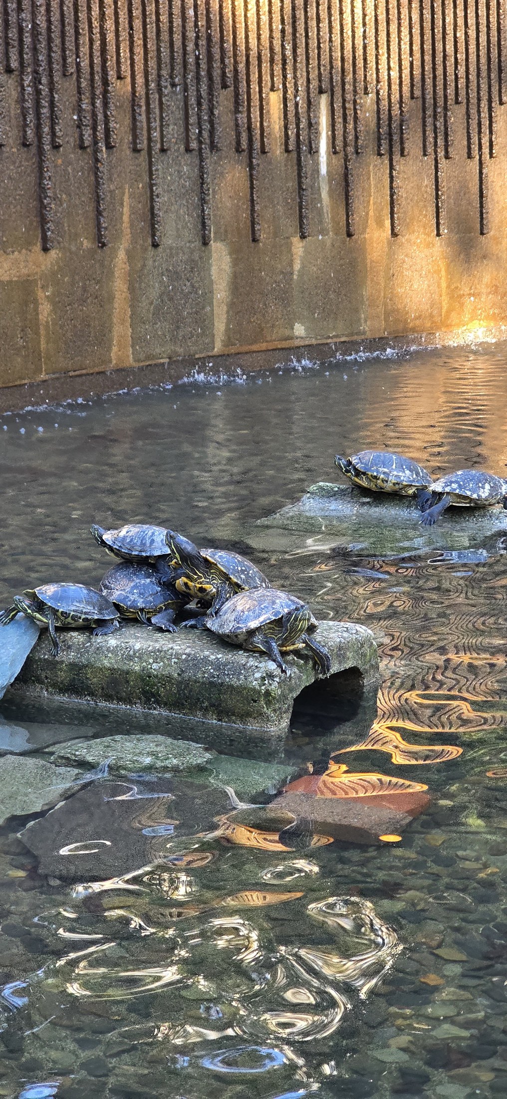 Schildkröten auf Steinen vor Wasserfallwand in Tokio